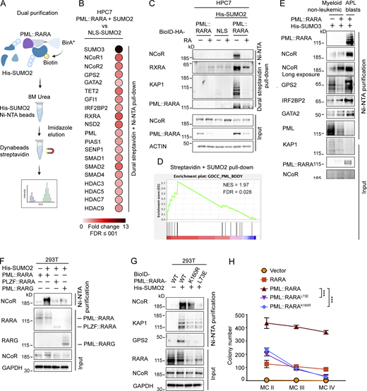 A multi-panel image shows diagram and western blot analysis of protein interactions and purifications.