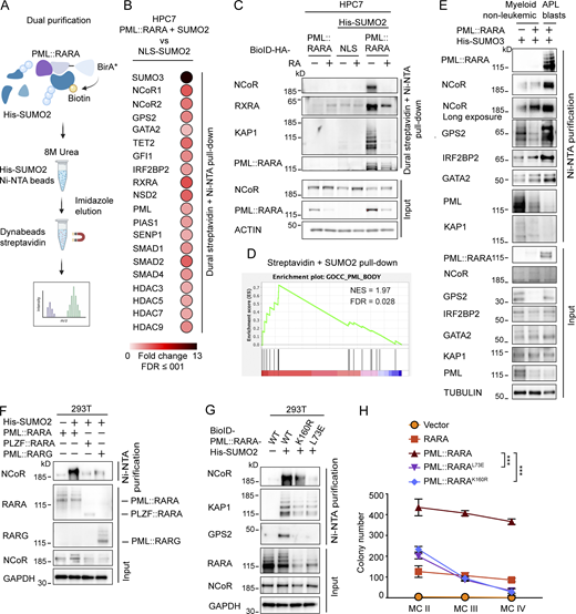 A multi-panel image shows diagram and western blot analysis of protein interactions and purifications.