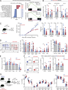 A multi-panel image depicts immune responses in WT and CD1d-KO mice.