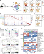 A multi-panel image depicts myeloid cell analysis in tumors.