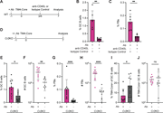 A multi-panel image depicts results of experiments with anti-CD40L treatment and experiments in Cr2 KO mice