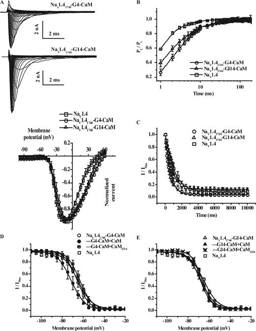 Figure 5. Properties of NaV1.41740-glycine-CaM. (A) Representative raw current records of truncated NaV1.4 channels with CaM linked to the CT by 4 (top, NaV1.41740–G4–CaM) or 14 (bottom, NaV1.41740–G14–CaM) glycine residues. The IV relationships reveal no significant differences between the channels linked to CaM and wild-type NaV1.4 (right). (B) Recovery from inactivation of NaV1.41740–G4–CaM (○) and NaV1.41740–G14–CaM (▵) are slower than that of wild-type, full-length NaV1.4 (□). (C) The rates of entry into inactivated states are similar in NaV1.41740–G4–CaM (○), NaV1.41740–G14–CaM (▵), and wild-type NaV1.4 (□) channels. (D) Overexpression of wild-type CaM (•) but not CaM1234 (⊗) shifts the steady-state inactivation curve in the hyperpolarizing direction compared with NaV1.41740–G4–CaM (○) or wild-type NaV1.4 (□) expressed alone. (E) The steady-state inactivation curve of NaV1.41740–G14–CaM (▵) is unaffected by overexpression of CaM (▴) or CaM1234 ().
