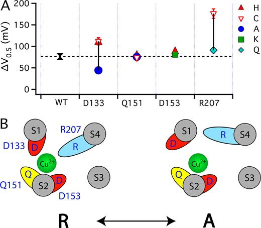 Figure 9. Effect of mutations on Cu2+-efficacy. (A) The maximal GK-V shift (ΔV0.5MAX) in response to saturating 1000 μM Cu2+ are plotted for the WT () and mutants at the four putative Cu2+-coordinating sites (Ala: •; Lys: ▪; Gln: ⋄; Cys: ▿; His: ▴). The dashed line indicates ΔV0.5MAX for the WT. The vertical solid lines indicate the range of ΔV0.5MAX for mutants at each position. (B) A speculative model of the Cu2+ binding site in the resting (R) and activated (A) state of the voltage sensor. In the resting state, Cu2+ is coordinated by D133(S1), Q151(S2), D153(S2), and R207(S4). The relative size and position of transmembrane segments correspond to those in the structure of a Kv1.2/Kv2.1 chimera (Long et al., 2007). During activation, the S2 residues interact with Cu2+ in a state-independent manner while interactions with D133 and R207 are weakened or disrupted, presumably by changes in the position or orientation of S1 and S4 relative to S2. In this way, mutation of any of these residues alter IC50, but only mutation of D133 or R207 alter efficacy.