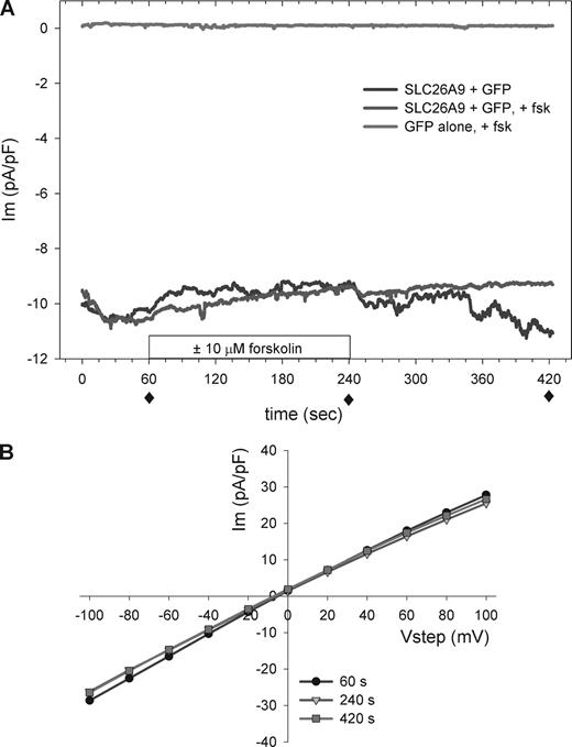 Figure 2. HEK 293 cells transiently transfected with SLC26A9 exhibit constitutive chloride currents under whole cell voltage clamp. (A) Cells transfected with GFP ± SLC26A9 were voltage clamped at −40 mV. A subset of cells were stimulated with 10 µM forskolin. SLC26A9-expressing cells exhibited constitutive chloride currents that were not enhanced by forskolin stimulation. Cells expressing GFP alone exhibited no significant basal current or response to forskolin. Representative tracings from at least three experiments each are shown. (B) SLC26A9-transfected cells exhibited linear I-V relations before, during, and after forskolin treatment. I-V curves are for the trace shown in A, labeled SLC26A9 + GFP + fsk, recorded at the indicated times (solid diamonds). HEK 293 cells transfected with GFP alone had negligible currents that did not contribute significantly to the I-V relations of SLC26A9-expressing cells (Supplemental text). All current values are normalized by cell capacitance.