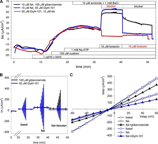 Figure 10. α-Toxin–permeabilized HBE monolayers exhibit constitutive and forskolin-stimulated chloride currents and voltage-dependent blocker effects. (A) Short-circuit current measurements performed on three separate filters demonstrate GlyH-101 and glibenclamide inhibition properties. With a mucosal to serosal chloride gradient of 48 mM (EqCl = −13 mV), constitutive chloride currents from mucosa to serosa were evident after permeabilization, and forskolin stimulation tripled the current. GlyH-101 rapidly inhibited the stimulated current (blue trace), whereas glibenclamide inhibition was slower and less effective (black trace). GlyH-101 was equally effective at inhibiting the constitutive current before forskolin stimulation (red trace). The forskolin-stimulated current after GlyH-101 block was small, but forskolin still significantly shifted the RIV, consistent with activation of CFTR (see Results). Bars below the traces indicate additions to the basolateral chamber, whereas those above indicate additions to the apical chamber. Permeabilization with α-toxin required ∼15 min; ouabain was added to inhibit Na-K-ATPase, whereas ATP was added to replenish intracellular stores (Supplemental text). Solutions were bicarbonate free, and recordings were started within 2 min of filter submersion. Representative tracings of at least four filters per blocker are shown. (B) Same tracings as in A but including the I-V measurements, consisting of bipolar pulses from ±10 to ±60 mV in 10-mV steps. Pulses were simultaneously applied to two filters for the traces shown. I-V measurements were performed after permeabilization (basal), forskolin stimulation (fsk), and blocker inhibition (fsk+blocker). Although the I-V responses overlapped for the basal and fsk measurements, differences in the voltage dependence of the two blockers were evident in the third measurement. Cation channel blockers (A) were added to minimize contributions from ENaC and potassium channels to the I-V response. The permeabilization phase of the recording was removed for clarity. (C) The I-V curves measured for the forskolin-stimulated monolayer treated with glibenclamide (black) demonstrate the shift from linear (open symbols) to OR on blocker addition (solid triangles), whereas the I-V curves measured for the stimulated monolayer treated with GlyH-101 (blue) demonstrate the shift from linear (open symbols) to IR on blocker addition (blue triangles).
