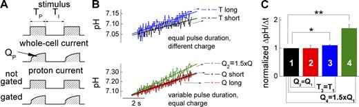 Figure 7. Voltage-dependent gating of ClC-4. (A) Schematic representation of voltage clamp protocols as well as predicted ClC-4 whole cell current and the proton currents for gated and not-gated exchanger function. Voltage steps were repetitively applied with TP and TI denoting pulse and interpulse duration. QP gives transported charge during a single depolarizing voltage step. (B) Representative intracellular pH recordings from ClC-4–expressing cells stimulated with different voltage protocols. The top panel compares intracellular alkalinization elicited by two protocols with identical total pulse () and total interpulse () durations, (Tshort) or (Tlong), respectively. The bottom panel compares intracellular alkalinization elicited by protocols that differ in total pulse () and total interpulse () durations but exhibit equal total transported charge (). For “Q short,” TP and TI equal 1.5 ms, whereas “Q long” denotes a pulse protocol with and In the protocol “Q2 = 1.5 QT,” and resulting in total transported charge, which is 1.5 times larger compared with pulse protocols “Q short” and “Q long.” (C) Statistical analysis of pH responses in several cells (n = 4–6).