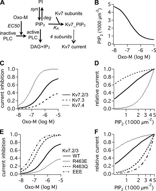 Figure 5. A kinetic model reproduces the experimental findings. (A) Model reactions. Oxo-M activates PLC, which hydrolyzes PIP2. Kv7 subunits bind to PIP2, which allows Kv7 current. Each Kv7 channel is formed by a set of four Kv7 subunits, which can differ in their PIP2 affinity in the case of heteromers or are identical in the case of homomers. KA values for Kv7 subunits are 500 µm−2 Kv7.2 (WT), 75 µm−2 Kv7.3 (assumed to be the same as Kv7.3T), 2,500 µm−2 Kv7.4, 106 µm−2 Kv7.2 (EEE), 75 µm−2 Kv7.2 (R463E), and 5,000 µm−2 Kv7.2 (R463Q). Also see Tables S1–S3. DAG, diacylglycerol. (B–F) Model outputs. (B) Steady-state levels of PIP2 reached under a range of concentrations of oxo-M. (C and E) Maximum current inhibition over a range of concentrations of oxo-M. (D and F) Dependence of current amplitudes (relative to baseline) on PIP2 levels.