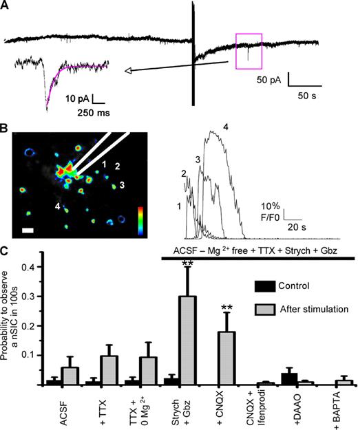 Figure 8. Whole-cell recording from a PPN before and after a calcium wave evoked by electrical stimulation. (A) PPNs were recorded under different experimental conditions. nSICs recorded 100 s before and 100 s after an evoked calcium response were used for analysis. Preincubation with the aCSF (alone, modified, or modified + drugs) was always performed. The calcium response was evoked with current pulses (100 µA) at 10 Hz in 4 s. Square shows an nSIC after stimulation. Arrow shows magnification of the recorded nSIC. (B) Calcium response evoked by electrical stimulation. Left: false-color image of the MNTB region. Numbers 1–4 show some active astrocytes. The position of the stimulation electrode is illustrated. Right: calcium responses (F/F0) of the four astrocytes indicated on the left. (C) Summary of nSICs before and after stimulation in aCSF (n = 16); aCSF + TTX (1 µM) (n = 16); Mg2+-free aCSF; Mg2+-free aCSF + TTX (1 µM) (n = 17); Mg2+-free aCSF + strychnine (1 µM) + gabazine (10 µM) + TTX (1 µM) (n = 20); Mg2+-free aCSF + strychnine (1 µM) + gabazine (10 µM) + CNQX (25 µM) + TTX (1 µM) (n = 24); Mg2+-free aCSF + strychnine (1 µM) + gabazine (10 µM) + CNQX (25 µM) + ifenprodil (100 µM) (n = 17) + TTX (1 µM); Mg2+-free aCSF + strychnine (1 µM) + gabazine (10 µM) + DAAO+ TTX (1 µM) (n = 15); and Mg2+-free aCSF + strychnine (1 µM) + gabazine + TTX (1 µM) in a slice where an astrocyte was dialyzed with BAPTA 20 min before (n = 8). See the text and Table S1 for values.