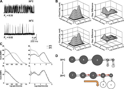Figure 11. Experimental and predicted kinetic structure of TRPM8 channels at 30°C. (A) Representative single-channel currents recorded at 20 and 30°C (100 mV). Upward steps indicate channel opening. (B) 2-D dwell-time histogram (top left) and dependency difference plot (top right) at 30°C for the same channel analyzed for A. The predicted 2-D dwell-time distribution (bottom left) and dependency difference plot (bottom right) were obtained by simulating and analyzing 100,000 open and closed intervals using scheme I with the parameters in C. (C, top) Open and closed dwell-time histograms at 20°C (gray lines) and 30°C (black lines; 100 mV; 25 bins per decade). The plots have been normalized to a fixed number of events (70,000) to facilitate comparison, and a moving bin mean has been used to reduce stochastic variation in the histogram. (bottom) Scheme I (see below for estimated parameters) describes (continuous lines) the open (left) and closed (right) 1-D dwell-time histograms. The rate constants used to obtain these predicted 1-D and 2-D plots were O1-C3 = 2,467 s−1, C3-O1 = 2,899 s−1, O2-C4 = 6,069 s−1, C4-O2 = 690 s−1, C3-C4 = 1,443 s−1, C4-C3 = 115 s−1, C4-C5 = 663 s−1, C5-C4 = 97 s−1, C5-C6 = 4.16 s−1, C6-C5 = 18.8 s−1, C6-C7 = 0.33 s−1, and C7-C6 = 2.91 s−1. (D) Schematic representation of the change in the rate constants of scheme I with decreasing temperature. The arrows and circles can be interpreted as in Fig. 7 B. The values for these changes are shown in Table S2.