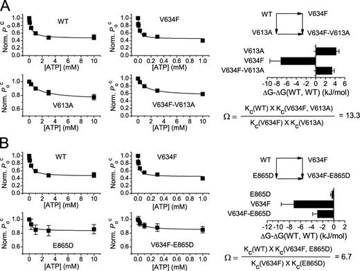Figure 7. Nonadditive effects of mutations on the ATP modulations of CLC-1. The parameter Poc(ATP)/Poc(control) was used as the response to ATP modulation. (A) Mutant cycle analysis of the effects of V634F and V613A mutations on the ATP modulation. ATP dose–response curves of single point mutants and the double mutants were constructed to determine the values of Ko and Kc. The fitted Kc values were used to calculate the free energy differences of single or double mutants (bar graph) according to Eq. 3 and the coupling constant, Ω, according to Eq. 4. In the context of Eq. 2, the V634F mutation corresponds to the change from X1 to X2, whereas the V613A mutation represents the change from Y1 to Y2. (B) Double mutant cycle analysis for V634F/E865D mutations. The values of Ω at different voltages are shown in Fig. S2. Error bars represent SEM. n = 4–8.