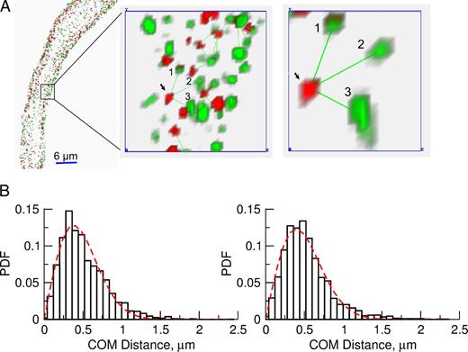 Figure 5. Spatial relationship between RYRs and BK channels. (A) A representative immunostaining showing the spatial relationship between RYR2s and BK channels in approximately one third of the length of a cell. The anti-BK antibody was labeled with Alexa Fluor 488 and is pseudocolored green, and the anti-RYR antibody was labeled with Alexa Fluor 594 and is pseudocolored red. The images show the projection of BK channels and RYR2s localized within 720 nm from the surface membrane. The first inset is the expanded view of RYR2 and BK channels in the box region. Green lines connect RYR2 puncta to BK channels within 600 nm. The right inset depicts the relationship between an RYR2 punctum, as marked by the arrow in the first inset, and its nearby BK channel puncta, indicated by numbers. To display this RYR2 punctum and its corresponding BK channels, RYR2s and BK channels above and below were removed. The center to center distances between the RYR2 punctum and the BK channel puncta are 432 nm (1), 560 nm (2), and 598 nm (3). These distances were used to simulate IBKs shown in Fig. 7 and Fig. S3. (B) Histograms of the center of mass (COM) distance between RYR1 puncta and the closest BK channel puncta (left) and between RYR2 puncta and the closest BK channel puncta (right). Surprisingly, most BK channel puncta do not colocalize with either RYR1 puncta or RYR2 puncta. Dashed lines are the best fits of the probability distribution of distance to the closest random point. The fitting function is y = 2π × D × x × exp(−πDx2), where D is the puncta density (puncta/micrometers squared),and x is the distance (in micrometers; see eq. 8.2.9 in Cressie, 1993). From the fitting, it yields 1.11 puncta/µm2 for RYR1 and 1.02 puncta/µm2 for RYR2. This is not the density on the entire plasma membrane, but rather the density on the membrane near each RYR.