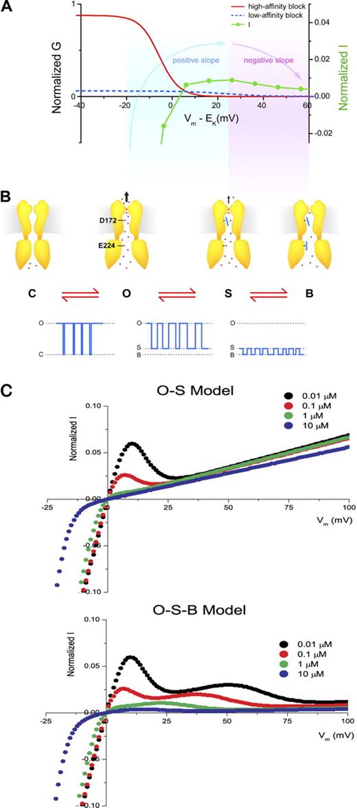 Figure 10. The O–S–B Model for the regulation of outward Kir2.1 currents by high-affinity and low-affinity polyamine blocks. (A) The dependence of chord conductance and currents on driving force (Vm–EK). Red line indicates the conductance sensitive to high-affinity block, and blue dash denotes low-affinity block of conductance. The blue-shaded area indicates the voltage range where the slope of I–Vm relationship is positive, and the purple-shaded area indicates the voltage range with negative slope. (B) Cartoons of the channels in C, O, S, and B states and the corresponding single-channel currents. Red dots indicate K ions. (C) Steady-state I–Vm relationships in the presence of only high-affinity block by spermine at the indicated concentrations are shown in the top panel. Currents = G/Gmax × Vm, and G/Gmax values were calculated from Eq. S6, with A1, A2, z1, and Vh1 listed in Table S2. Steady-state I–Vm relationships in the presence of both high- and low-affinity block by spermine are shown in the bottom panel. G/Gmax values were calculated from Eq. S3, with A, A2, z1, z2, Vh1, and Vh2 listed in Table S2.