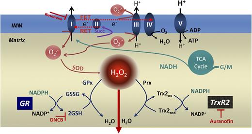 glutathione insulin transhydrogenase Glutathione/thioredoxin systems modulate mitochondrial H2O2 emission: An experimental-computational study | Journal of General Physiology