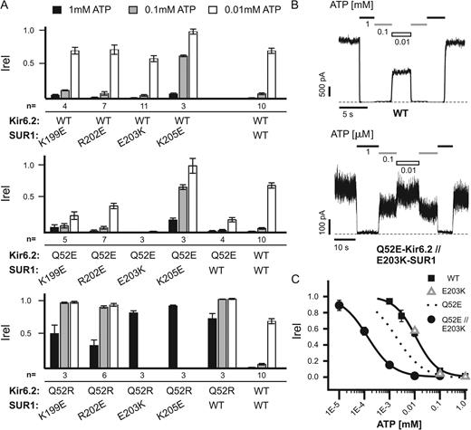 Figure 2. Screening of SUR1 residues identifies the E203K mutation that when combined with Q52E in Kir6.2 gives rise to channels with extremely high ATP sensitivity. (A) Charged residues located near the SUR1 sliding helix (see Fig. S1, A and B) were mutated to the opposite charge and tested for their effects on ATP sensitivity with WT (top)-, Q52E (middle)-, and Q52R-Kir6.2 (bottom) using inside-out patch voltage-clamp recording. Current in 1, 0.1, and 0.01 mM ATP relative to nucleotide-free Kint/EDTA is shown with error bars representing SEM. Only 1 mM ATP was tested in the cases of E203K-SUR1//Q52R-Kir6.2 and K205E-SUR1//Q52R-Kir6.2 because of extremely low ATP sensitivity. The number of patches tested is given below each condition. (B) Representative traces from WT or Q52E-Kir6.2//E203K-SUR1 KATP channels exposed to various concentrations of ATP or nucleotide-free Kint/EDTA control solution; note difference in ATP concentrations used. Dashed lines represent zero current. (C) Dose–response data illustrating the mean currents in several ATP concentrations relative to maximum in nucleotide-free solution for WT and Q52E-Kir6.2//E203K-SUR1 KATP channels. Best fit curves were generated using the Hill equation (IC50: 11 ± 1 µM for WT and 140 ± 5 nM for Q52E-Kir6.2//E203K-SUR1). n = 3–9 for each data point. For comparison, the best fit curve for Q52E-Kir6.2 (see Fig. 1) and mean currents for the three ATP concentrations tested on E203K-SUR1 channels (see A) were also included. Error bars represent SEM, and some are smaller than the symbols.