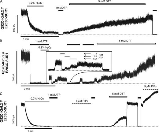 Figure 4. Reversible cysteine cross-linking is observed between Q52C-Kir6.2 and E203C-SUR1. Representative traces of inside-out patch voltage-clamp recordings from COSm6 cell transfected with Q52C-Kir6.2 and E203C-SUR1. Patches were exposed to oxidizing agent (0.2% H2O2, gray lines), 1 mM ATP (black lines), reducing agent (5 mM DTT, open lines), or 5 µM PIP2 (thick dashed lines). Thin dashed lines represent zero current. (A) Current from Q52C-Kir6.2//E203C-SUR1 channels rapidly decreases to a plateau level in the presence of H2O2 and can be subsequently restored when DTT is applied. This pattern of activity suggests that the proximity of Q52C-Kir6.2 and E203C-SUR1 is close enough to allow intersubunit disulfide bond formation. (B) Cross-linking between Q52C-Kir6.2 and E203C-SUR1 can also occur from the ATP-bound, closed state as indicated by current decline with H2O2 in the presence of saturating ATP concentrations. This trace also shows that plateau current remains sensitive to ATP inhibition (inset; see also Fig. S3). (C) Cross-linking between Q52C-Kir6.2 and E203C-SUR1 locks channels in a PIP2-insensitive closed state. However, once cross-linking is reversed with reducing agent, PIP2-induced stimulation is also restored.