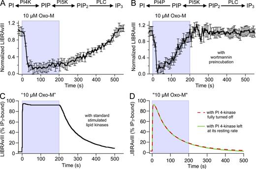 Figure 8. PIP2 synthesis is required for maintained IP3 production. To determine whether PIP2 is synthesized during Gq activation, we inhibited PI 4-kinases by 30 µM wortmannin during a prolonged application of Oxo-M (200 s at 10 µM) and measured IP3 production by LIBRAvIII. Cells were exposed to wortmannin for 5 min before start of recording. (A and B) Time course of normalized LIBRAvIII responses (control, n = 8 cells; wortmannin, n = 5). (C and D) Simulations from model. In C, the PI 4-kinase reaction was accelerated during agonist application with the “standard” time course shown in Fig. S9 A. In D, the PI 4-kinase was either left unchanged at its resting rate or turned off fully so that only the PIP2 already present at rest is available to generate IP3. To achieve a stable baseline with PI 4-kinase off, the PI 4-phosphatase reaction was turned off as well in this case.
