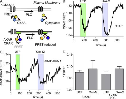 Figure 2. Weak stimulation of PLC suffices to activate phosphorylation by PKC strongly. (A) Schematic of real-time phosphorylation measurement by the CKAR and AKAP-CKAR probes. FRET at rest is reduced by the conformational change resulting from CKAR phosphorylation. CKAR is cytosolic, whereas AKAP-CKAR is located at the plasma membrane (see Fig. S1). (B) Cell expressing CKAR and M1R. Representative recording of changes in FRETr in response to 100 µM UTP and 10 µM Oxo-M. (C) Cell expressing AKAP-CKAR and M1R. Representative recording of the FRETr response to 100 µM UTP and 10 µM Oxo-M. (D) Summary of experiments as in B and C. There are no significant differences between responses to UTP and Oxo-M of CKAR (UTP, n = 8; Oxo-M, n = 5) and AKAP-CKAR (UTP, n = 7; Oxo-M, n = 6).