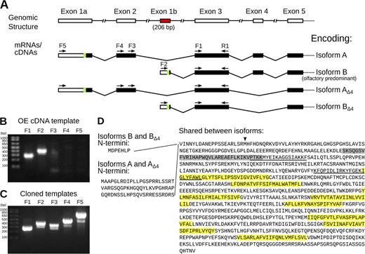 Figure 1. Characterization of Ano2 mRNA variants present in mouse olfactory epithelium. (A) Diagram summarizing the 5′ Ano2 exon splicing structure. The green sections indicate the most 5′ AUG translation start codons, and the subsequent black bars indicate predicted protein-coding sequence. The variants containing exons 1a and 2 are less abundant in the olfactory epithelium than the variants containing the newly discovered exon 1b (red), as determined in B and C. The five forward (F1–F5) and one reverse (R1) PCR primer–binding sites are indicated as arrows. Given two alternative 5′ ends and alternative splicing of exon 4, these mRNA variants may encode up to four ANO2 isoforms, named on the right. (B and C) Ethidium bromide–stained agarose gels showing RT-PCR products with primers specific for each 5′ variant of Ano2. Primer F1 is universal for both variants, F2 is specific for exon 1b, F3 and F4 are specific for exon 2, and F5 is specific for exon 1a. The reverse primer (R1) was the same for all PCR reactions. The expected PCR product sizes are 267, 409, 350, 511, and 830 bp, respectively. Quantification of the bands by densitometry is shown in Fig. S1 C. (B) PCR template was olfactory epithelium cDNA. (C) Positive control PCR using cloned templates of equal amounts. (D) Corresponding amino acid sequence of the olfactory ANO2 isoforms. The amino acids encoded by exon 4 are highlighted in gray. Predicted transmembrane domains are highlighted in yellow. Putative CaM-binding sites are underlined (Yap et al., 2000; Tian et al., 2011). The start site used in Stephan et al. (2009) is indicated by an arrowhead.