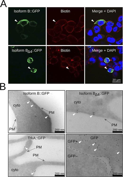 Figure 5. Localization of ANO2 Isoform B and Isoform BΔ4 in HEK cells. (A) Immunofluorescence images of HEK293T cells transfected with either ANO2 Isoform B::GFP (top row) or Isoform BΔ4::GFP (bottom row). The left panels show Isoform B::GFP or BΔ4::GFP staining. Biotin labeling, shown in the middle panels, is used as a membrane marker. The right panels show merged images with DAPI as a nuclear marker. White arrowheads point to areas of Isoform B::GFP or BΔ4::GFP colocalization with biotin. (B) Immunogold labeling against GFP in HEK293T cells. TrkA::GFP is used as a membrane localization control (bottom left panel), and GFP is used as a cytoplasmic control (bottom right panel). Black arrows point to the cell membrane. White arrowheads point to several immunogold particles. PM, cell membrane; cyto, cytoplasm. The GFP panel shows two adjacent cells: one expressing a high level of GFP (GFP+) and the other expressing little or no GFP (GFP−). The black dashed lines demarcate the GFP+ and the GFP− cell. For quantification of the spatial distribution of gold particles, see Fig. S3.