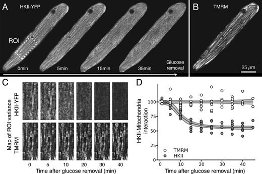 Figure 2. Glucose removal induces dissociation of HKII from mitochondria in ARVM. (A) The images obtained with adenoviral HKII-YFP construct expressed in ARVM show that 5–10 min after glucose removal, HKII progressively dissociated from mitochondria. (B) By comparison, the TMRM signal labeling the mitochondrial network was not affected by removal of glucose, even after 30 min. (C) Translocation of HKII from mitochondria to cytoplasm was quantified by computing the spatial variance of the fluorescence over time (see Materials and methods for details and Fig. S1). After glucose removal, the spatial variance of the HKII-YFP image decreased over time, showing that HKII is released and diffuses evenly through the cytoplasm. In contrast, no change in variance is observed in TMRM fluorescence (internal control). (D) Changes (percentage of control) in spatial variance of HKII-YFP (gray dots) and TMRM (white dots) during glucose removal, which indicates HKII dissociation from mitochondria. Fit of the data (gray lines), from which the time constant of dissociation can be calculated (see Results). The corresponding shaded gray areas represent 95% CIs of the fit model.