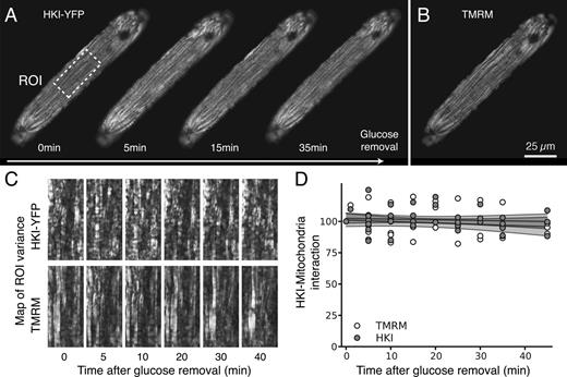 Figure 3. Glucose removal does not affect HKI interaction with mitochondria in ARVM. (A) In contrast to Fig. 2, images obtained with ARVM expressing an adenoviral HKI-YFP construct show that removal of glucose had no effect on HKI binding to mitochondria, which suggests that HKI has a much stronger binding affinity for mitochondria compared with HKII in ARVM. (B) TMRM image of the corresponding mitochondrial network after 30 min of glucose removal. (C and D) Spatial variance (see Materials and methods for details and Fig. S1) of HKI-YFP and TMRM at various time points after glucose removal, revealing the lack of effect of glucose removal on HKI’s interaction with mitochondria. Gray lines in D show the fit of the data, with surrounding shaded gray areas representing 95% CIs of the fit model.