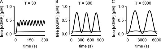 Figure 5. Simulations depicting intracellular cGMP accumulation in a two-compartment model in response to an oscillatory stimulus. In this model cGMP is produced by pGC in a near-membrane compartment (C1). cGMP levels rapidly equilibrate in C1, but the flux of cGMP into the larger cytosolic compartment (C2) is slow. PDE5 activity is present in both C1 and C2. Basal sGC activity maintains a low baseline cGMP level in C2. Black lines represent cGMP concentration in C1 in response to sinusoidal stimuli oscillations with periods (T) of 30 s (A), 300 s (B), or 3,000 s (C). Red lines represent cGMP accumulation in C2. Simulations assumed no cGMP sensors were present, thus the parameter buf was set to 0 µM. Note the different timescales for each simulation. Model details are given in the supplemental text.