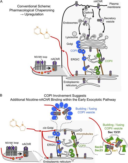 Figure 10. A schematic representation of selective pharmacological chaperoning of nAChRs in response to chronic nicotine. (A) Nicotine interconverts within milliseconds between the protonated membrane-impermeant form and the neutral membrane-permeant form. The latter enters cells and enters the ER (red arrow). Here, the charged form pharmacologically chaperones nAChRs so that increased numbers exit toward the Golgi via the COPII pathway, eventually resulting in receptor up-regulation at the PM. Thus, pharmacological chaperoning by nicotine is thought to underlie the process of nAChR up-regulation by chronic nicotine. (B) This study finds that nicotine-mediated up-regulation also depends on the COPI machinery involved in ER to Golgi and Golgi to ER transport of nAChRs. One possible explanation for the COPI dependence is that nicotine enters additional organelles and binds more extensively than previously thought within the early exocytic pathway, shown by the additional red arrows leading to both COPI and COPII vesicles, ERGIC, and cis-Golgi. See also the animation, “Nicotine Up-regulates nAChRs”: http://www.jgp.org/cgi/content/full/jgp.201311102/DC2.