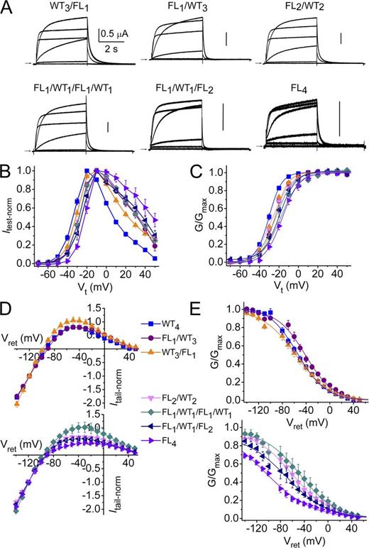 Figure 7. Biophysical properties of concatenated FLn/WT4−n tetrameric hERG1 channels. (A) Representative current traces for concatenated tetramers containing zero to three WT subunits together with one to four F557L subunits. Pulses were applied to Vt of −70 to 30 mV in 20-mV increments. Vh was −80 mV and Vret was −70 mV. (B) Itest-Vt relationships for FLn/WT4−n tetrameric hERG1 channels. (C) Voltage dependence of activation. (D) Fully activated Itail-Vret relationships. (E) Voltage dependence of inactivation. The symbol legend refers to B–E. Data are expressed as mean ± SEM (n = 3–12). Values for V0.5 and z for activation and inactivation are presented in Table S2.