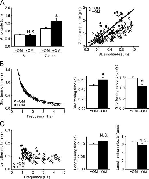 Figure 5. Effects of OM on cell-SPOC properties in neonatal cardiomyocytes. (A, left) Bar graph showing the values of the amplitude of SL oscillations and Z-disc oscillations in the absence and presence of OM. *, P < 0.05. (right) Relationship between SL amplitude versus Z-disc amplitude. Dashed line, –OM; solid line, +OM. A significant linear relationship was observed in the absence (Y = 1.826X – 0.168; R = 0.726; P < 0.0001) and presence (Y = 3.827X – 0.944; R = 0.663; P < 0.0001) of OM. (B, left) Relationship of cell-SPOC frequency versus shortening time. Open and closed circles indicate data in the absence (same as in Fig. S9 A) and presence of OM (taken from eight myocytes). Data were fitted by a curve Y = 0.853X−1 (R = 0.989) in the presence of OM (compare with Fig. S9 A for the curve in the absence of OM). (right) Bar graphs showing mean values of shortening time or shortening velocity in the absence or presence of OM. *, P < 0.05. (C) Relationship of cell-SPOC frequency versus lengthening time. Open and closed circles indicate data in the absence (same as in Fig. S9 B) and presence of OM (taken from eight myocytes). Curve fitting was not performed because of the absence of a significant correlation. (right) Bar graphs showing mean values of lengthening time or lengthening velocity in the absence or presence of OM. *, P < 0.05. Error bars indicate means ± SEM.