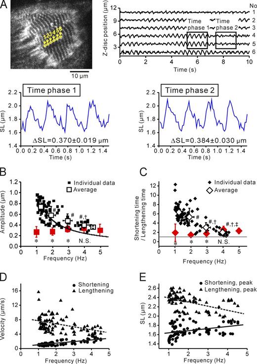 Figure 4. Cell-SPOC in neonatal cardiomyocytes. (A, top left) Epi-illumination image of an AcGFP-treated myocyte after ionomycin treatment in the presence of 200 µM ryanodine and 4 µM thapsigargin. The area in the yellow outlined rectangle was used for the SL analysis. (top right) Time course of changes in the positions of the Z discs, 1–6. Amplitude of the movement of Z disc 4 was 0.960 ± 0.023 and 0.385 ± 0.055 µm (P < 0.05) in time phases 1 and 2, respectively. Amplitude of the movement of Z disc 5 was 0.904 ± 0.041 and 0.461 ± 0.031 µm (P < 0.05) in time phases 1 and 2, respectively. (bottom) Waveform properties during cell-SPOC in time phases 1 and 2. Numbers in graphs indicate the mean values of the SL amplitude during cell-SPOC (P > 0.05). See Video 10. (B) Relationship of frequency versus amplitude in cell-SPOC. Individual data were fitted by a curve Y = 0.974X−1 (R = 0.618; black line). The red squares were taken from Fig. 3 C (bottom). (C) Relationship of frequency versus the ratio of shortening time to lengthening time in cell-SPOC. The red diamonds were obtained from Fig. S9 (A and B). Gray line, shortening time/lengthening time = 1. (B and C) *, P < 0.05 compared with the values for cell-SPOC. #, P < 0.05; †, P < 0.05; ‡, P < 0.05 compared with 1, 2, and 3 Hz, respectively. (D) Relationship of frequency versus shortening (or lengthening) velocity in cell-SPOC. A significant linear relationship was obtained: Y = 0.511X + 0.425 (R = 0.788; P < 0.0001) for shortening (solid line) and Y = −0.853X + 8.456 (R = 0.390; P < 0.0001) for lengthening (dashed line). (E) Relationship of frequency versus maximal (or minimal) SL in cell-SPOC. Maximal and minimal SL values were obtained at peak lengthening (dashed line) and shortening (solid line), respectively. A significant linear relationship was obtained: Y = 0.041X + 1.598 (R = 0.315; P < 0.002) for minimal SL and Y = −0.090X + 2.480 (R = 0.539; P < 0.0001) for maximal SL. Note that minimal SL is <1.6 µm (1.58 µm; Luther et al., 2008); i.e., the length of the cardiac A band. Error bars indicate means ± SEM.