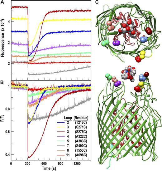 Figure 1. FeEnt-induced quenching of FepA surface loop–FM fluorescence, and recovery from FeEnt transport. (A) Raw data. Bacteria expressing FepA Cys substitution mutants were grown in MOPS media, and each individual site-directed Cys mutant was modified by FM (see Materials and methods). We then added 10 nM FeEnt to 2.5 × 107 cells/ml in MOPS media plus 0.4% glucose at t = 300 s, and aligned the raw fluorescence time courses. Fluorescence intensity readings showed characteristic extents of quenching and subsequent recovery, as a result of FeEnt uptake from the media. Data from T216C (L2, blue), S271C (L3, yellow), S275C (L3, red), A322C (L4, purple), A383C, (L5, green), S490C (L7, gray), T550C (L8, flesh), and A698C (L11, dark red) were analyzed and plotted in GraFit 6.011. (B) Normalized data. We normalized results from A to the initial fluorescence of the cells before FeEnt addition, and replotted the quenching and recovery curves. F/F0 revealed different relative extents of quenching and rates of recovery (Table S2). The data were analyzed and plotted in GraFit 6.011. (C) Structural models. The structural illustrations are models. The precise location of FeEnt was not solved within the original crystal structure of FepA (Buchanan et al., 1999), and the pictures depict the size of FeEnt relative to that of FepA, and the positions of the target residues relative to the predicted path of FeEnt into the outer vestibule.