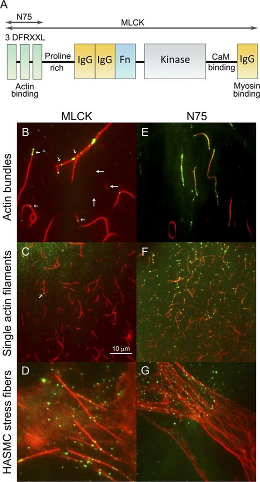 Figure 1. MLCK and N75 structure and interactions with actin-containing structures. (A) Cartoon showing MLCK structural elements including the region corresponding to N75. Domains are labeled, and the functions are shown below. For more information, see Hong et al. (2011). (B–G) Merged images of QD-MLCK and QD-N75 (green) colocalized on TRITC-labeled actin (red). MLCK (B–D) and N75 (E–G) on MLCK-induced actin bundles (B and E), single actin filaments (C and F), and HASMC stress fibers (D and G). (B) 300 nM actin was applied and washed, and bundling was induced by adding 200 nM MLCK for 12 min (similar to Fig. S1 F). Actin bundles (brighter) and apparent single actin filaments (dimmer, long arrows) are shown. QD-MLCK (2 nM of biotinylated MLCK, 8 nM QD; Method A) was applied for 30 min, followed by a wash. Short arrows indicate QD-MLCK colocalized on actin bundles, and arrowhead indicates QD-MLCK colocalized on single actin filament. (C) 100 nM 5% biotinylated actin (red) applied to a PEG surface and washed, and then QD-MLCK was applied as in B. Most actin is not bundled. The arrow shows one QD colocalized. (D) MLCK is bound to HASMC stress fibers. (E) Same as B, except with 1 µM N75 and 0.2 nM QD. (F) Single actin filaments were bound to a poly-lysine–coated coverslip followed by 1 µM N75 and 0.2 nM QD. QD-N75 colocalizes to actin single filaments. (G) Same as D, except with N75. Bar shown is the same for all images, which are 512 pixels2 (54 µm2).