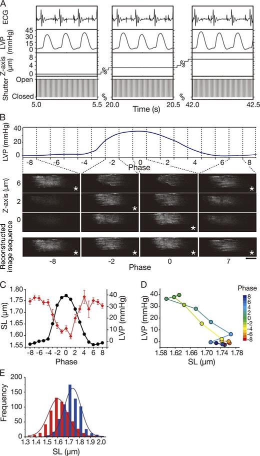 Figure 6. Cardiac sarcomere imaging with image sequence reconstruction. (A) Data showing the method of image sequence reconstruction for in vivo sarcomere imaging. Shown in the following order from top to bottom (analyzed by PC1; see Fig. 1 A): ECG, LVP, objective lens position (along the Z-axis), and EMCCD camera shutter signal (either “open” or “closed” at 100 Hz). Data obtained 5, 20, and 42 s (from left to right) after the onset of recording (0.5 s at each time point). The objective lens position was moved downward by a piezo actuator at a 1-µm increment along the Z-axis; i.e., 0, 3, and 7 µm at 5-, 20-, and 42-s time points, respectively, after the onset of recording (see B for captured static images). HR, ∼400 bpm in this animal throughout the observation. (B; top) Time course of a change in LVP during the cardiac cycle (divided into 17 phases, from −8 to 8, with a period of one phase at 10.2 ms). (Middle) Images of an AcGFP-expressing myocyte in the LV in vivo captured at phases −8, −2, 0, and 7 at 0, 2, and 6 µm in the Z-direction. (Bottom) Best-focused images shown by asterisks in middle. SL was analyzed by using the multiple Gaussian fitting (see Fig. S4, A–D). SL values were 1.75 ± 0.11 (74), 1.64 ± 0.11 (68), 1.63 ± 0.10 (68), and 1.74 ± 0.10 µm (82) at phases −8, −2, 0, and 7, respectively (number of sarcomeres shown in parentheses). Bar, 20 µm. (C) Time-dependent changes in SL (red) and LVP (black) obtained from the analysis in B using the reconstructed image sequence. SL values were averaged at various phases from the reconstructed image sequence. LVP values were averaged at various phases from the data of 546 cardiac cycles (data, mean ± SEM). The values of SD for peak LVP and HR during measurement were less than ∼5 and ∼1%, respectively. (D) Relationship between SL and LVP during the cardiac cycle. Average values of SL and LVP obtained in B were plotted. Colors indicate the phases in the cardiac cycle (as in right). (E) Histograms showing the SL variances at phases −8 (blue) and 0 (red), i.e., in diastole and systole, respectively. The SL values were 1.74 ± 0.08 µm (643 sarcomeres) and 1.60 ± 0.09 µm (583 sarcomeres) at phases −8 and 0, respectively. A similar magnitude of SD was obtained in both phases. Error bars represent mean ± SEM.