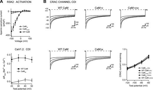 Figure 2. Mutant CaM overexpression does not affect CRAC channel inactivation. (top) A TET-inducible HEK293 cell line expressing mCh-STIM1 and myc-Orai1 (double-stable, DS) was transiently transfected with GFP-STIM1, CaM-IRES-GFP, and rSK2. (bottom) HEK293H cells were transiently transfected with Cav1.2, β1b, α2δ1, and CaM-IRES-GFP or with mCh-STIM1, Orai1-GFP, and CaM-IRES-GFP. (A) Effects on SK and CaV currents (positive controls). (top) Summary of rSK2 current elicited by 100-ms voltage ramps for transfections with WT CaM, CaM12, or CaM1234. CaM12 and CaM1234 significantly reduced rSK2 current as compared with WT CaM (P < 0.01 at −100, −80, and −60 mV). Each point represents the mean ± SEM for n = 5–9 cells. (bottom) Summary of Cav1.2 CDI in cells overexpressing WT CaM or CaM34. CaM34 significantly suppressed Cav1.2 CDI as compared with WT CaM (P < 0.01 at all voltages). Each point represents the mean ± SEM for n = 4–5 cells. Representative Cav1.2 current traces are shown in Fig. S1. (B) Effects on CRAC channel CDI. (top) Representative CRAC currents elicited by 200-ms hyperpolarizations in DS cells expressing WT CaM, CaM12, or CaM1234. Currents were recorded in 20 mM Ca2+o. Current decay is due to Ca2+-dependent inactivation (CDI). (bottom) Representative CRAC currents elicited by 200-ms hyperpolarizations for HEK293H cells expressing WT CaM or CaM34. (bottom right) Extent of CRAC channel CDI for each condition, summarized as the fraction of current remaining at the end of the pulse (see Materials and methods). Each point represents the mean ± SEM for n = 5–6 cells. There was no significant difference between CDI measured with WT CaM and any of the mutant CaMs tested (P > 0.2 compared with appropriate WT control in DS or 293H cells at all voltages).