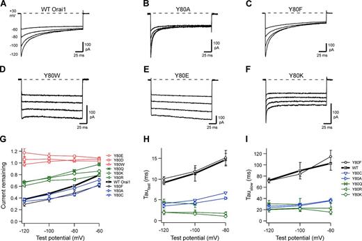 Figure 3. CRAC channel CDI phenotypes for mutations at Orai1 position Y80. All currents were recorded in HEK293H cells cotransfected with WT mCh-STIM1 and WT or mutant Orai1-GFP after induction of ICRAC reached a maximum (∼300 s after break-in). The representative currents shown were recorded in 20 mM Ca2+o during 200-ms hyperpolarizations to the voltages indicated for WT Orai1 (A). Substitutions included Y80A (B), Y80F (C), Y80W (D), Y80E (E), and Y80K (F), with the extent of CDI for this series summarized in G. Current traces were fit to the biexponential function I = Io + A1e-t/τ1 + A2e-t/τ2, where τ1 and τ2 represent fast and slow time constants of inactivation. Fast (H) and slow (I) time constants from biexponential fits are plotted against test potential; amplitudes of fast and slow components are shown in Fig. S3 (A and B). Each point on the summary graphs represents the mean ± SEM for n = 4–7 cells. Representative currents for additional mutations on the summary graphs are shown in Fig. S2.