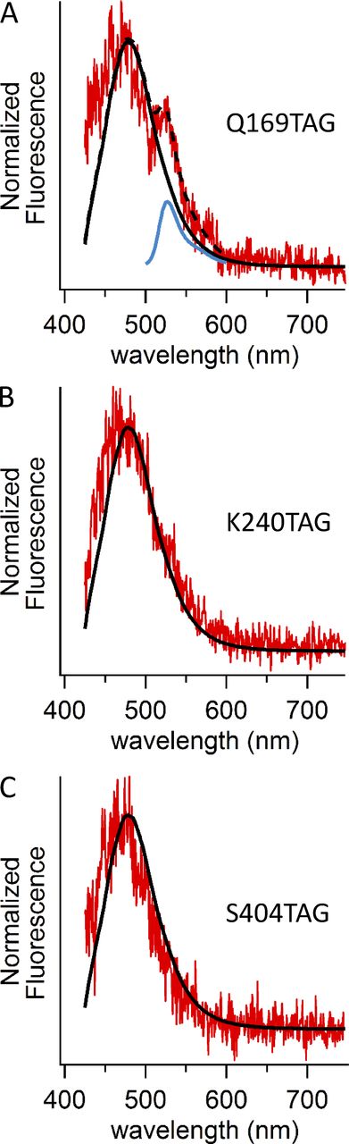 Figure 7. Fluorescence emission spectra from cells expressing L-ANAP–incorporating TRPV1 channels. (A–C) Emission spectra for unroofed cells transfected with pANAP and TRPV1-Q169TAG-YFP (A), TRPV1-K240TAG-YFP (B), or TRPV1-S404TAG-YFPv and cultured with L-ANAP-ME. Spectra were acquired as described in Fig. S2 but using the excitation cube appropriate for ANAP with the band-pass emission filter replaced by a 405-nm long-pass emission filter. The red traces represent the mean emission spectra from three unroofed cells, normalized to their peak before averaging. The black traces are from L-ANAP-ME conjugated to beads, also shown in Fig. S2 B. The dashed trace in A represents a fit to the cell data (red) by the sum of the L-ANAP-ME spectrum from the beads and a spectrum of YFP (blue), measured separately.