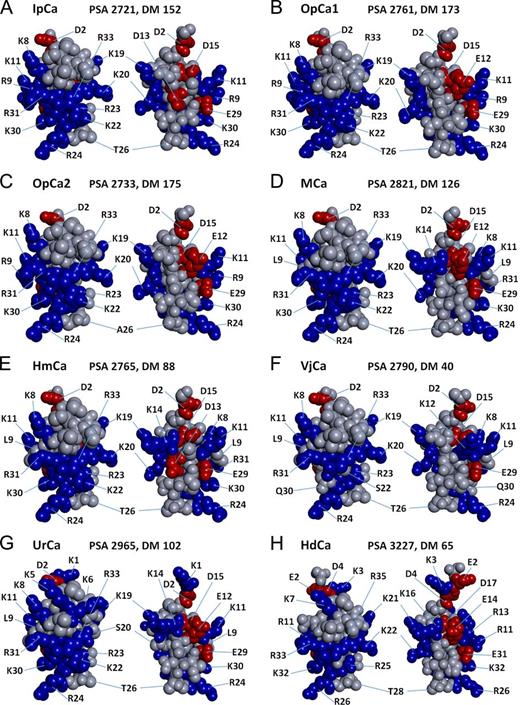 Figure 4. Three-dimensional modeling of calcins. (A) Imperacalcin, resolved by 1H-NMR (Lee et al., 2004), was taken as the template molecule. (B–H) Other calcins, including opicalcin1 (B), opicalcin2 (C), maurocalcin (D), hemicalcin (E), vejocalcin (F), urocalcin (G), and hadrucalcin (H), were simulated by Swiss-PdbViewer 4.1.0 and viewed by Discovery Studio 3.5. Solvent-accessible PSAs were calculated using PyMOL, whereas DMs were analyzed by the online Protein Dipole Moments Server. For each calcin, the solid ribbon with line atom model may be found in Fig. S1, and the charged CPK model with frontal side (middle) and dorsal side (right) are displayed here. Positively charged residues (Lys and Arg), negatively charged residues (Asp and Glu), and neutral residues are colored by blue, red, and gray, respectively.