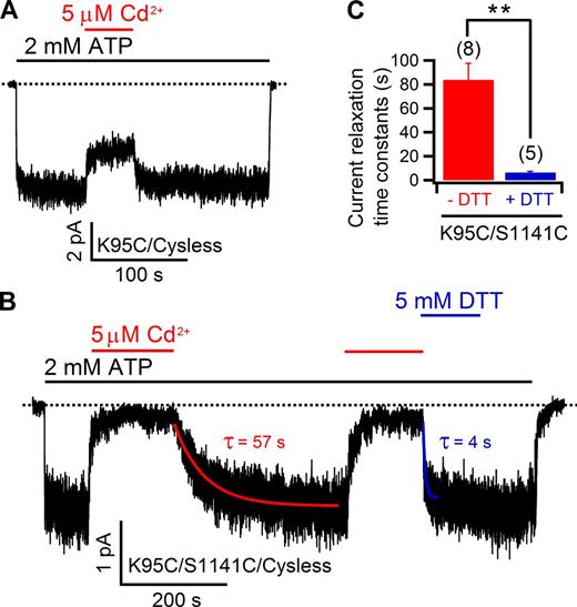 Figure 11. Positive contribution of 95C in TM1 to Cd2+ binding to 1141C in TM12. (A) Reversible inhibition of 95C inside-out currents by Cd2+. (B) After Cd2+-induced inhibition, 95C/1141C currents can recover at a discernable rate back to the preinhibition level by simple Cd2+ removal; in the same inside-out patch, current recovery is dramatically accelerated by DTT. Time constants were generated from fitting both current relaxations with a single exponential function (red and blue curves). (C) Summary of the relaxation time constants for current recovery in the presence or absence of DTT. Mean ± SEM is shown. **, P < 0.01. Here, we need to point out that, although another study drew the same conclusion that position 95 is close to position 1141 in the pore (El Hiani and Linsdell, 2014), observations made between the current study and that study are somewhat different. Specifically, in El Hiani and Linsdell (2014), both 95C and 95C/1141C currents were increased upon Cd2+ exposure, opposite to what we observed. The reason behind this discrepancy is unclear, but numerous differences in SCAM results have been noted before in the literature (Bai et al., 2010, 2011; El Hiani and Linsdell, 2010; Qian et al., 2011; Wang et al., 2011; Gao et al., 2013). Regardless, because the interaction between Cd2+ and the binding site constructed by 95C and 1141C is relatively weak judged from a relatively faster relaxation time constant, when compared with other positive pairs in the current study (e.g., 102C/341C), we wondered whether moving the cysteine at position 1141 to its neighboring positions (i.e., 1140C or 1142C) could potentially identify a tighter binding site for Cd2+ with the 95C background. Unfortunately, although the 95C/1142C double mutant failed to yield any current in our experiments (n > 10), 95C/1140C seems less likely to compose such a tight binding site we sought (see Fig. S8).