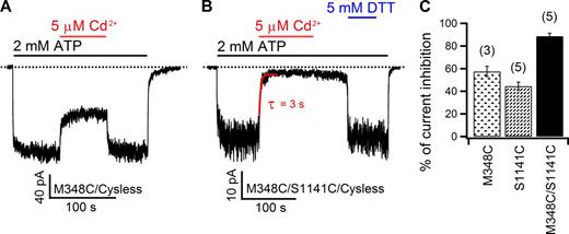Figure 9. 348C, but not 341C, of TM6 can tightly coordinate Cd2+ with 1141C of TM12. (A) An inside-out recording shows that the inhibition of 341C/1141C currents was subject to the continuous presence of Cd2+ in the solution. (B) Contrary to that shown in A, for the double mutant 348C/1141C, the current inhibition brought by Cd2+ in an inside-out patch was reversed extremely slowly by simple washout, but DTT rapidly restored the current. The current decay phase was fitted with a single exponential function (see Fig. S9 for more details). (C) Summary of the percent inhibition of 348C, 1141C, and 348C/1141C currents by 5 µM Cd2+. Mean ± SEM is shown.