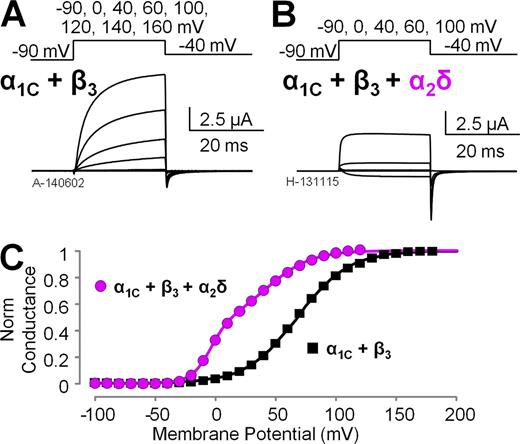 Figure 2. The α2δ-1 subunit facilitates CaV1.2 channel opening. (A and B) Representative Ba2+ current traces from Xenopus oocytes expressing human CaV1.2 channel complexes with different subunit composition: α1C + β3 subunits (A) or α1C + β3 + α2δ-1 subunits (B). The voltage protocol is reported above the current traces. (C) Mean conductance versus voltage (G(V)) relationships were constructed from tail currents as in B and Fig. S1 (mean ± SEM; error bars are within the symbols; n = 7 for α1C + β3 and n = 4 for α1C + β3 + α2δ-1). The α2δ-1 auxiliary subunit facilitates channel opening, as manifested by a hyperpolarizing shift of the conductance voltage dependence by ∼50 mV.