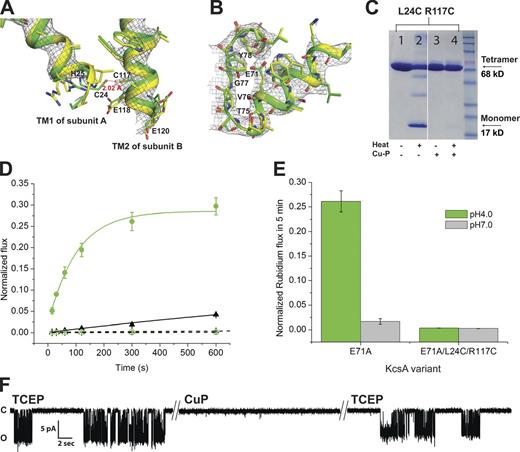 Figure 5. L24C/R117C KcsA is cross-linked into the closed state and does not exhibit ion flux. (A) The crystal structure of L24C/R117C KcsA was solved to 3.4 Å and was nearly identical to WT in the closed state. Comparison of L24C/R117C (green) and WT (yellow) models superimposed onto the electron density of the cross-linked mutant at the bundle-crossing region is shown. Several residues are shown, including the mutated cysteine residues C24 and C117. The two cysteine sulfur atoms are 2.02 Å apart in the structure, consistent with a disulfide bond. It is possible that the disulfide bond was lost in the structure because of radiation damage and therefore not visible in the electron density. (B) Comparison of L24C/R117C and WT at the selectivity filter, with key residues noted. (C) SDS-PAGE analysis of the cross-linked state of L24C/R117C KcsA in the absence of reducing agent. The channel is a tetramer in the absence of cross-linking agent Cu-P (lane 1), but when boiled for 10 min, half of the sample runs at the monomer size (lane 2), and bands at dimer, trimer, and tetramer size are also observed. After incubation with 2 mM Cu-P for 30 min at room temperature, the channel is cross-linked and runs at the tetramer size (lane 3), remaining stable even after boiling (lane 4). The white line indicates that intervening lanes have been spliced out. (D) 86Rb+ uptake through E71A/L24C/R117C (cross-linked, see Materials and methods) at pH 4.0 (open green circles) and 7 (open black triangles) compared with that through E71A at pH 4.0 (closed green circles) and 7 (closed black triangles), at the same protein to lipid ratio reconstitutions. Protein-free liposomes showed no activity at either pH 7.0 (open black squares) or 4.0 (open green squares). Because flux through E71A at pH 4.0 is so large, we show a y-axis zoom in Fig. S3 to better evaluate the data. Symbols and error bars represent mean ± SE for experiments repeated in triplicate. (E) A bar graph summarizing the 86Rb+ uptake from A. Normalized mean Rb+ uptake after 5 min is plotted for E71A and E71A/L24C/R117C at pH 4.0 and 7.0. The normalized Rb+ uptake at 300 s for E71A is 0.26 ± 0.02 at pH 4.0 and 0.019 ± 0.003 at pH 7, and for E71A/L24C/R117C the normalized uptake at 300 s is 0.0036 ± 3 × 10−4 at pH 4.0 and 0.0026 ± 2 × 10−4 at pH 7. Error bars represent SE for three experiments. (F) Representative trace from a single-channel electrophysiology experiment in planar lipid bilayers (3:1 POPE/POPG) with L24C/R117C liposomes reconstituted in the presence of 1 mM TCEP. Experiments were performed at 100 mV and filtered at 1 kHz. See Materials and methods for details.