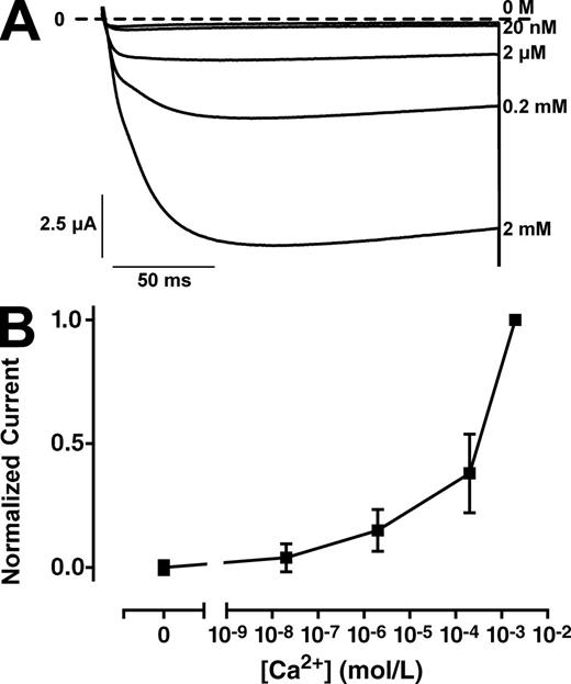 Figure 6. The AmCaV4 channel does not display the anomalous mole fraction effect. (A) Representative current traces recorded with oocytes expressing AmCaV4 in solutions with varying concentrations of free Ca2+. (B) Normalized peak current recorded as a function of free Ca2+ in the extracellular solution. For each measurement, the peak current in a given solution was divided by the peak current measured in the 2 mM Ca2+ (n = 8–10). All solutions contained 100 mM Na+. The free Ca2+ in each solution was calculated using the MaxChelator program. The composition of the solutions is available in Table S3. Error bars represent SEM.