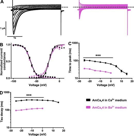 Figure 8. AmCaV4 kinetics are modified in the Ba2+ solution. (A) Representative current traces recorded with oocytes expressing AmCaV4 in the Ca2+ (left) and Ba2+ (right) solutions in response to the activation protocol. (B) Voltage dependence of the activation and inactivation of AmCaV4 in the Ca2+ and Ba2+ solutions (n = 7–24 for activation, n = 7–12 for inactivation). All voltage dependence experiments were fitted with Boltzmann equations. The parameters of the fits are given in Tables S1 and S2. (C) The time to peak was significantly accelerated in the barium solution. No measurements are available for voltage steps from 5 to 15 mV because of the small current amplitudes. (D) The current decay was significantly accelerated in the barium solution. Data are expressed as means ± SEM. All oocytes included in these series of experiments were injected with 50 nl EGTA chelating solution before recordings. ***, P < 0.001.