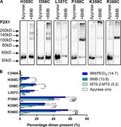Figure 4. Specific carboxyl-terminal cysteine residues form cross-links. (A) Representative blots from HEK293F cells transfected with hP2X1 C349A H355C, I356C, L357C, P358C, K359C, or R360C treated with 3.2 U/ml apyrase, then BMB or DMSO (apyrase only). Of the mutants tested, only P358C and R360C showed strong enhancement of the ∼110 kD band with BMB treatments. This suggests that only these residues can dimerize within 10.9 Å. Boxes show images were taken from the same blot while the the dotted line shows where lanes have been removed for clarity. (B) Histogram showing the average percentage dimer present for the above mutants tested with all three cross-linkers. This shows that only P358C and R360C show 40–60% dimerization. (*, P < 0.05; **, P < 0.01; ***, P < 0.001; ****, P < 0.0001; n = 3–5).