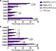 Figure 5. Specific amino and carboxyl-terminal cysteine residues form cross-links with ATP pretreatment. (A) Histogram showing the average percentage dimer present for R25C to G30C tested with all three cross-linkers in the presence of 300 µM ATP. This shows that only R25C and G30C show 40–60% dimerization. (*, P < 0.05; **, P < 0.01; ***, P < 0.001; ****, P < 0.0001, n = 3–5). (B) Histogram showing the average percentage dimer present for H355C to R360C tested with all three cross-linkers in the presence of 300 µM ATP. This shows that only P358C and R360C show 40–60% dimerization. (*, P < 0.05; **, P < 0.01; ***, P < 0.001; ****, P < 0.0001; n = 3–5).