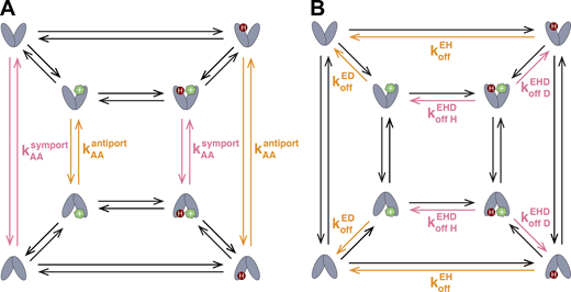 Certain key transitions predict dominance of transport phenotype. Free exchange includes all possible transport pathways in one model. To tip the balance of transport toward a single type of proton-coupled transport, rate constants need to favor one pathway over the others. (A) Alternating access rates directly influence coupling if the key transitions for antiport or symport pathways are faster. (B) Substrate off-rates indirectly influence transport by altering the partitioning between futile binding/release on one side of the membrane and productive transport of molecules through key alternating access transitions. Colors are as in Figs. 1, 2, 3, and 5.