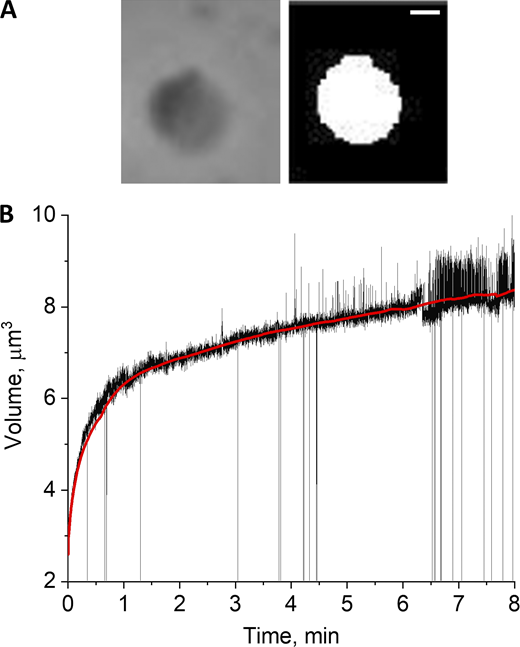 Data acquisition and processing and detection of the rates of mitoplast volume change.(A) Original (left) and software-processed (right) images of the mitoplast that was used for swelling rate analysis. Scale bar = 1 µm. (B) Plot generated by calculation of mitoplast volume from the measured radius of software-processed image, assuming spherical geometry of the mitoplast. Data are presented as mitoplast volume as a function of swelling time. Red line represents trend of volume changes.