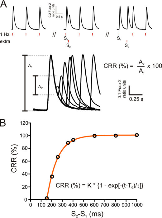 Experimental protocol.(A) Experimental protocol used to assess cytosolic Ca2+ release refractoriness in mouse myocytes using electrical field stimulation. Vertical red dashes below the typical records (S1 and S2) denote basal stimulation frequency (1 Hz) and the extra stimulus, respectively. After a brief conditioning period at 1 Hz, the extra stimulus S2 was applied at successively shorter S2-S1 coupling intervals. Bottom: A typical experimental curve. A1, amplitude of the Ca2+ transient during regular pacing; A2, amplitude of the Ca2+ transient after the extra systolic stimulation. CRR was calculated as the percentage ratio between A2 and A1. (B) CRR plotted as a function of S2-S1 interval. Points could be well fitted by an exponential function. The time constant of this function (τ) was used to estimate the rate of CRR. Refer to the image caption for details.