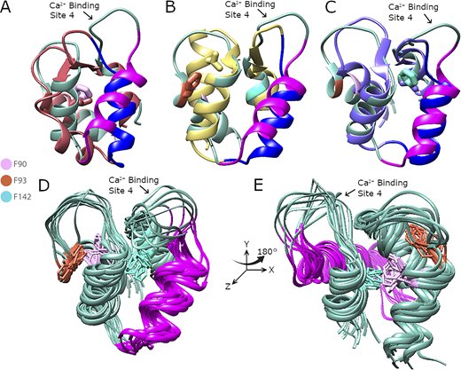 Graphical comparison from MD simulations of the C-lobe of apo-CaMs showing conformational changes in mutant CaMs with repacking of helices 2 and 3 and highly flexible Ca2+-binding site 4 in apo-CaMWT compared with the mutant CaMs, confirming the RMSF results.(A–C) Top clustered models of the C-lobe of apo-CaMF90L (red), apo-CaMF93L (yellow), and apo-CaMF142L (purple) are aligned with apo-CaMWT (green) in A, B, and C, respectively. Amino acid side chains of Phe90 (pink) and F90L (red) from apo-CaMWT and apo-CaMF90L (A), amino acid side chains of Phe93 (red) and F93L (yellow) from apo-CaMWT and apo-CaMF93L (B), and amino acid side chains of Phe142 (light blue) and F142L (light purple) from apo-CaMWT and apo-CaMF90L (C) are shown in the stick representation. Helix 3 from apo-CaMWT (magenta) resides at a larger angle in reference to the y axis compared with helices 3 from Phe → Leu mutant CaMs (dark blue) in A, B, and C, consistent with repacking of the structures. Quantification of the differences between apo-CaMWT and mutant CaMs shown in A, B, and C are summarized in Table S2. (D) Top 10 clustered models of apo-CaMWT aligned to represent an ensemble of possible states. Amino acid representation and color are conserved from A–C. Helix 3 is in purple. Helix 3 is mostly in a similar angle in reference to the y axis, with a much more extreme model present in the distribution. In addition, Ca2+-binding site 4 has a wide distribution of states, which does not align with those from the mutants (A–C). (E) Panel D rotated 180° to the right around the y axis.
