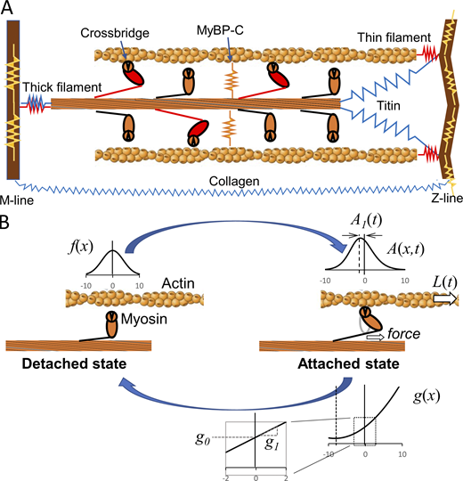 Cartoon illustration of the half sarcomere and a two-state model of myosin crossbridge formation.(A) Those protein connections that span the half sarcomere and are responsible for crossbridge-independent viscoelasticity include most notably titin and collagen (blue). Protein connections responsible for crossbridge-dependent viscoelasticity include myosin and other proteins of the thick and thin filaments and the M- and Z-lines such as actin, α-actinin, etc. (red). Still other proteins, such as myosin-binding protein C, contribute to a transverse stiffness that can play indirect roles in longitudinal viscoelasticity (orange and yellow). (B) The two-state model developed here assumes a non–force-producing detached state and a force-producing attached state. The rate of transition from detached to attached is a function of x, f(x), that signifies the spatial distribution of newly formed crossbridges. This distribution is modeled as Gaussian and, importantly, evenly symmetric about a central point we define as x = 0. Crossbridges in the attached state are spatially distributed according to A(x,t), with a mean displacement that is not symmetric about x = 0 owing to the strain dependence of the detachment rate, g(x). In this example, detachment rate is modeled to be enhanced with positive strain, i.e., stretch, and reduced with negative strain, i.e., compression, as signified by the proportionality constant g1. Under no strain, the detachment rate is a constant g0. Refer to the image caption for details.